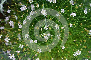 Breaded gypsophila, Gypsophila paniculata, is a perennial plant with a vaporous summer flowering. Berlin, Germany photo