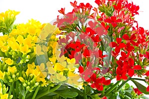 Beautiful flower of kalanchoe photo