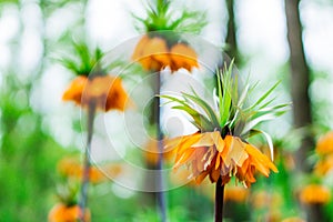 Beautiful flower in Keukenhof garden, Holland.