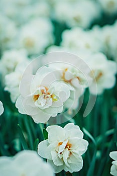 Beautiful flower in Keukenhof garden, Holland.