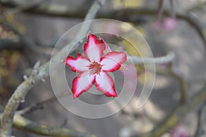 Beautiful flower in Kruger National Park Southafrica