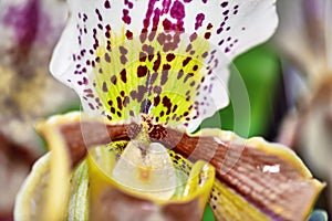 Beautiful flower of lady`s slipper orchid Paphiopedilum Callosum