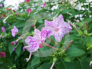 Beautiful flower in lilac and white tones! photo