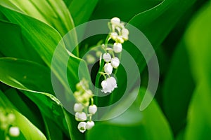 Beautiful flower lily of the valley on the nature