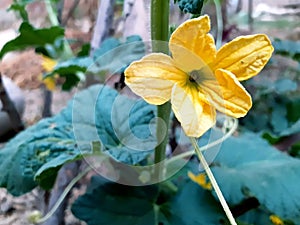 The beautiful flower of loki