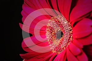 Beautiful flower. A macro close up view of a pink Gerber Daisy