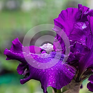 A beautiful flower macro of a purple German bearded iris flower