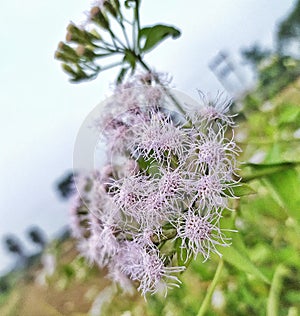 Beautiful flower on Madamadi tree
