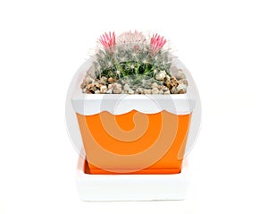 Beautiful flower of mammillaria bocasana in flower pot