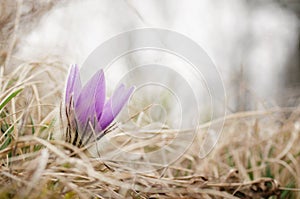 Beautiful flower on the meadow