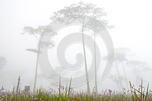 Beautiful flower meadow in forest, Thailand