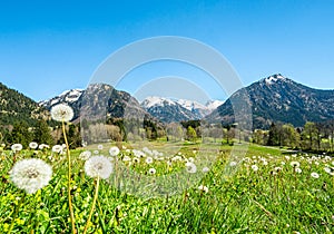 Beautiful flower meadow and snow capped mountains. Oberstdorf, Bavaria, Alps, Allgau, Germany.