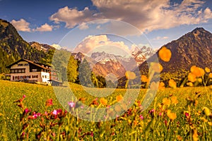 Flower meadow with snow covered mountains and traditional house in Sunset or Sunrise. Bavaria, Alps, Allgau, Oberstdorf photo