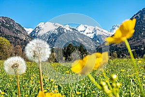 Beautiful flower meadow and snowcapped mountains. Oberstdorf, Bavaria, Alps, Allgau, Germany.