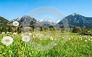 Beautiful flower meadow and snowcapped mountains. Oberstdorf, Bavaria, Alps, Allgau, Germany.