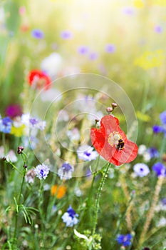 Beautiful flower meadow with wildflowers and colorful blossoms