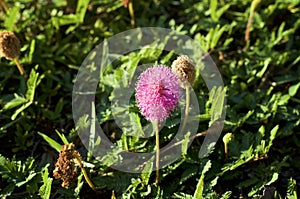 Beautiful flower of Mimosa strigillosa powderpuff ground cover