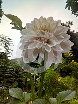 The Beautiful flower in my home garden