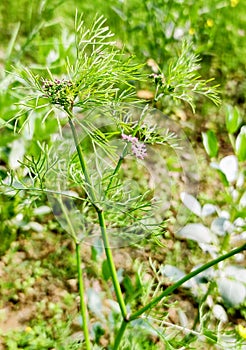 So beautiful flower n There is also a wheat plant