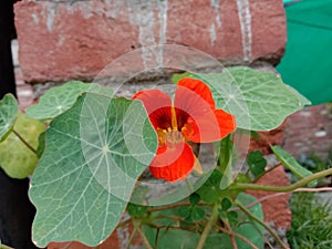Beautiful flower nasturtium in India Kanpur photo