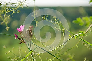 Beautiful flower on nature day