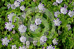 Beautiful flower of a nemofil spotty bichromatic in a garden