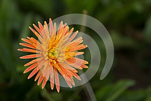 Beautiful flower, Orange gerbera flower in nature on blur background