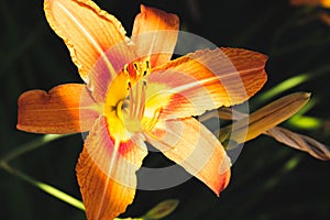 Beautiful flower, orange lily