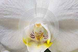 The beautiful flower of orchid