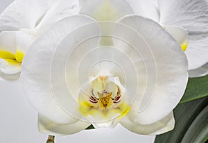 The beautiful flower of orchid