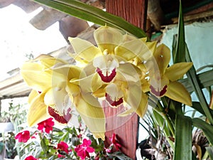 Beautiful flower of the orchid family called Josefina
