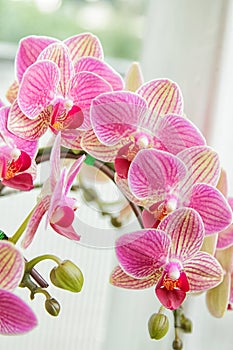 Beautiful flower Orchid, pink phalaenopsis