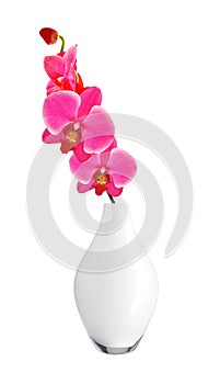 Beautiful flower Orchid, pink phalaenopsis in vase isolated