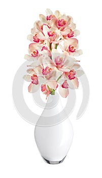 Beautiful flower Orchid, pink phalaenopsis in vase isolated on w