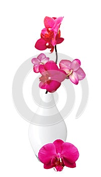 Beautiful flower Orchid, pink phalaenopsis in vase isolated on w