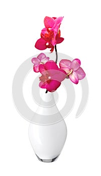 Beautiful flower Orchid, pink phalaenopsis in vase isolated