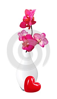 Beautiful flower Orchid, pink phalaenopsis in vase