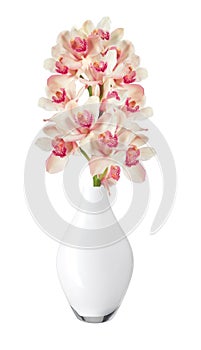Beautiful flower Orchid, pink phalaenopsis in vase isolated