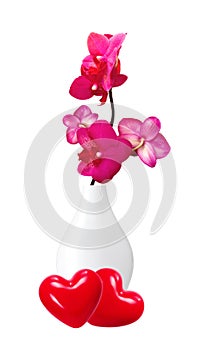 Beautiful flower Orchid, pink phalaenopsis in vase isolated