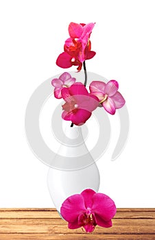 Beautiful flower Orchid, pink phalaenopsis in vase