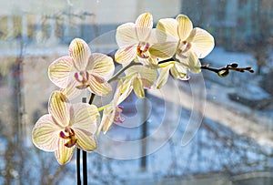 beautiful flower of orchidaceae orchid. house plant in bloom