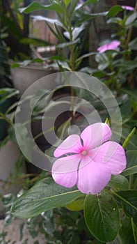 Beautiful flower peace maker