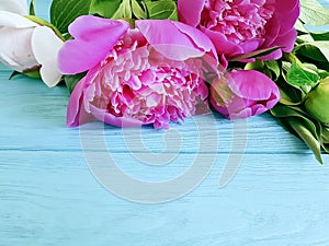 Beautiful flower peony romantic on blue wooden background frame