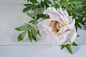 Beautiful  flower peony tree-like Paeonia suffruticosa on a white wooden table photo