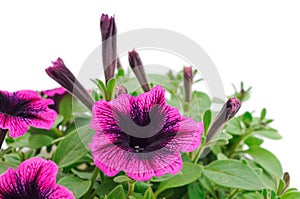 Beautiful flower petunia