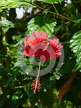 Beautiful flower in Philippines