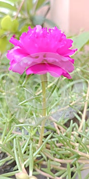 Beautiful flower picture wallpaper