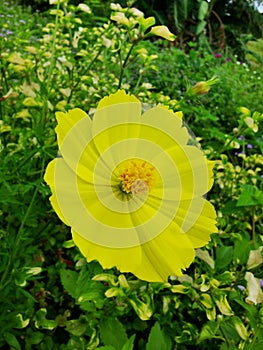 Beautiful flower at Piniapat Hill during sunny day at Pitas,Sabah,Malaysia.