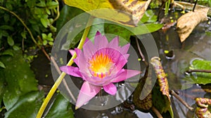 Beautiful flower pink lotus.