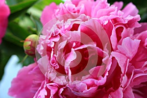 Beautiful flower pink peony photo